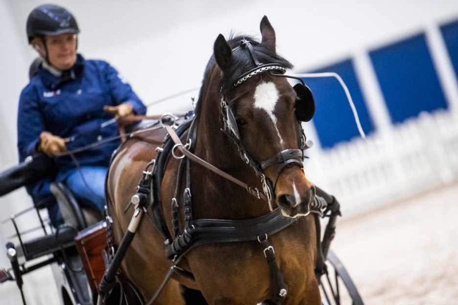 GoExpo Horse esittelee valjakkoratsastuksen eri osa-alueet.